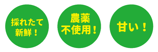 期間限定 野菜パック 館ヶ森アーク牧場 ネットショップ