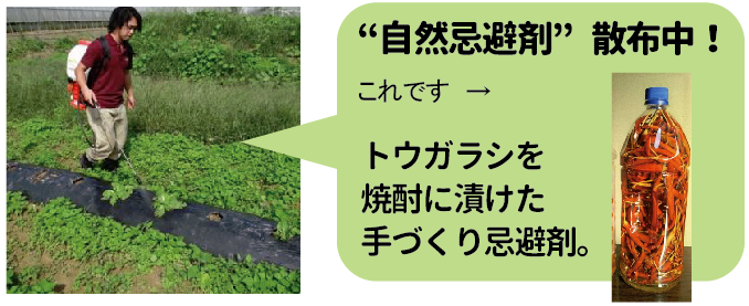 夏季限定 野菜パック 館ヶ森アーク牧場 ネットショップ