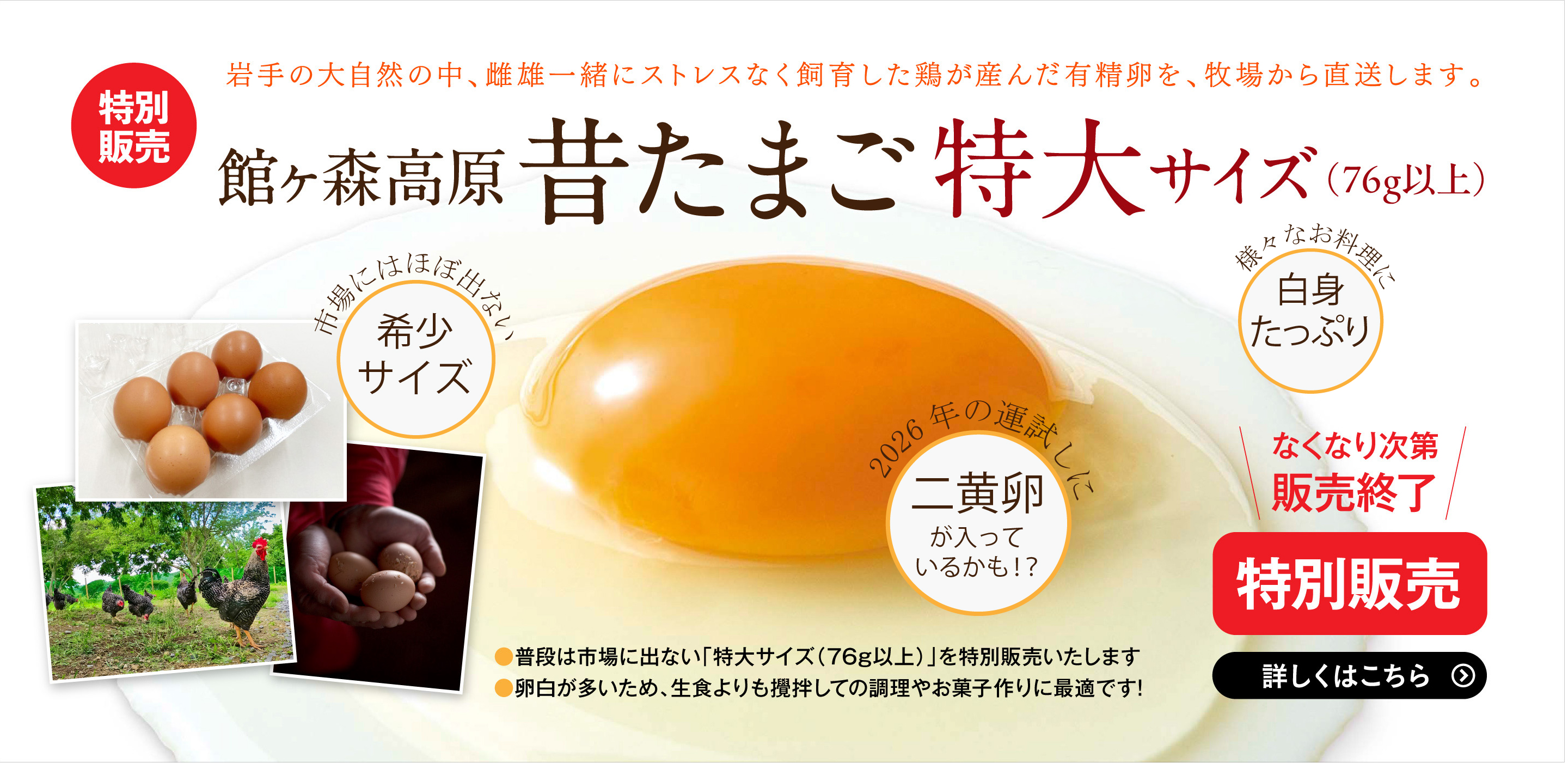 セプタリアン 特大サイズ卵 セプタリアン 卵型 （エッグ型 
